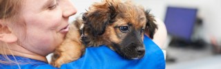 Springfield Veterinary Group