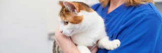 The Barton Veterinary Hospital