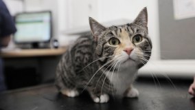 The Cat Clinic Limited