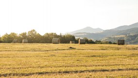 The Kingston Veterinary Group
