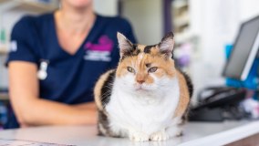 The Veterinary Health Centre