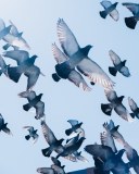Propest Bird Control