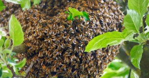 British Bee Keepers Association