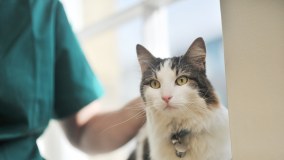 St Georges Veterinary Clinic