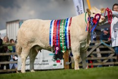 The Blonde Daquitaine Breeders Society logo