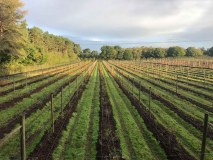 The Dorset Blueberry Co.