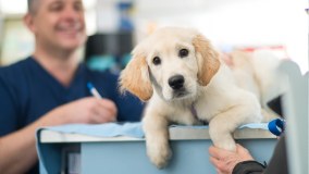 Forest Lodge Veterinary Practice