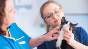 Parkvets Limited