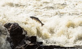 Salmon And Trout Association