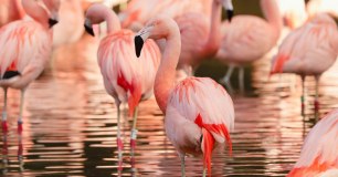 Paignton Zoo