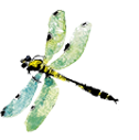 Optimorph Limited logo