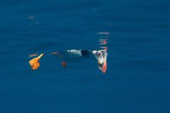 Marine Ecological Solutions Limited logo