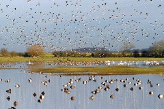 Wetlands Advisory Service Limited