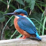 Kingfisher Environmental logo