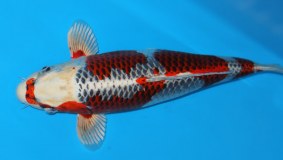 New Forest Koi