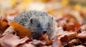 Leicestershire And Rutland Wildlife Trust