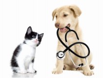 Dryfe Veterinary Group