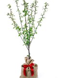 Tree Sanctuary Limited The