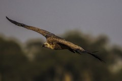 Wildlife Vets International