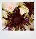 Ne-weddings.Com