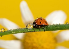 Bbowt Local Wildlife Trust
