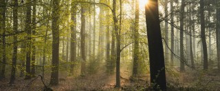 Dorset Coppice Group Limited