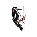 Ross Sporting Activities Limited logo