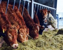 Clogher Valley Livestock Producers Company Limited