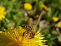 Bee Limited logo