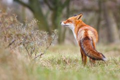 The League Against Cruel Sports