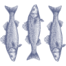 Daily Fish Supplies Limited logo