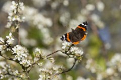 The Radnorshire Wildlife Trust Limited logo