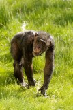 Twycross Zoo - East Midland Zoological Society Limited