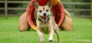 Dig It Dog Training logo