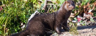 Fen Pest Control Limited
