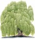 Willow Carpets & Flooring