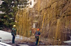 Horsham Tree Surgeons