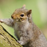 Mbc Bird And Pest Solutions