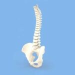 Worthing Osteopathic & Wellbeing Clinic