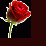 Michael Rose Painting & Decorating Services