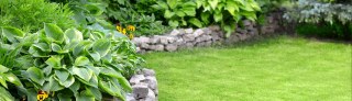 Buckley Lawn Turf