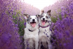 Alexandra Robins Pet Photographer