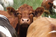 Burgate Manor Farm Holidays