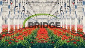 Bridge Greenhouses Limited