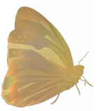 Blockfoil