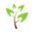 Double Yew Nurseries Limited