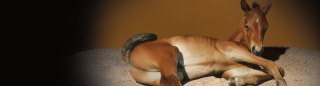 Aubiose (Horse Bedding)