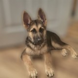 Discount Pet Supplies