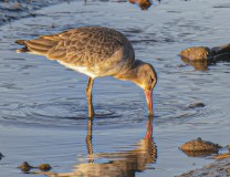Chichester Harbour Conservancy