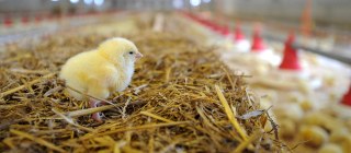 Devonshire Poultry Limited